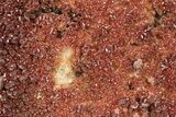 Glittering, Ruby Red Vanadinite Crystals on Barite - Morocco #278248-1